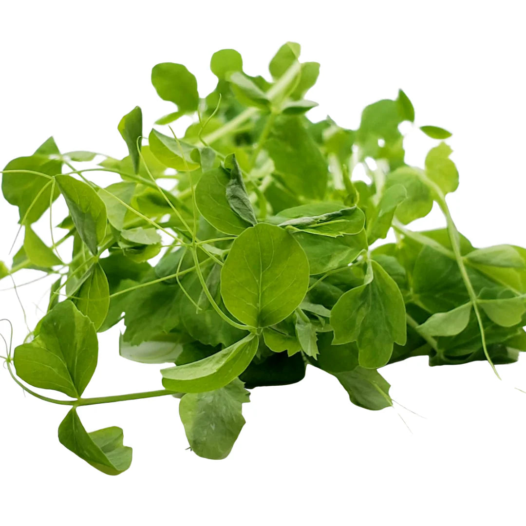Green Pea Shoots